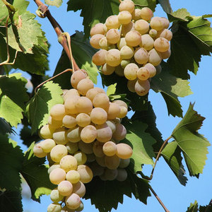Какими качествами обладает виноград