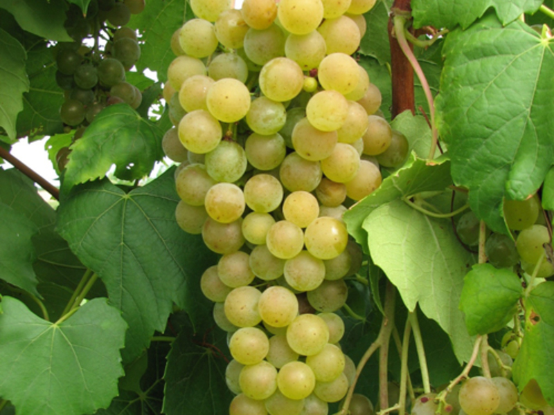 Как ухаживать за виноградом  бьянка