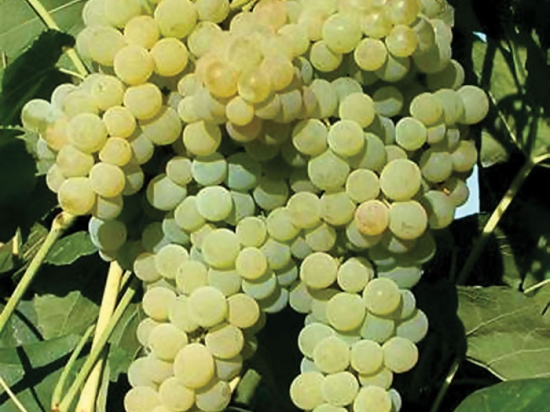 Какие характеристики винограда бьянка