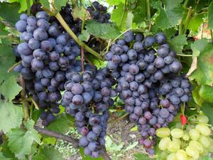 Правила ухода за виноградом