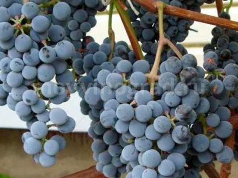 Правила выращивания винограда