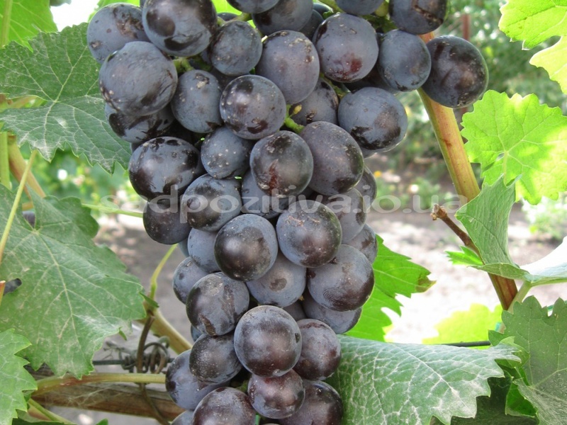 Как вырастить сорт винограда