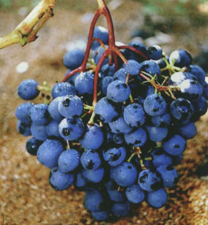 Как выглядит виноград загадка шарова