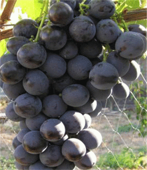 Как вырастить сорт винограда Страшенский