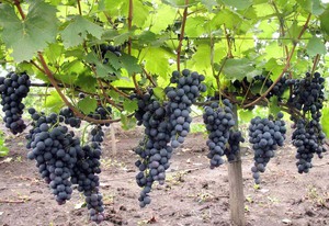 Характеристика сорта виноградла