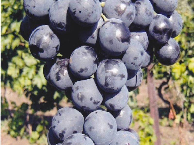 Описание сорта винограда Страшенский