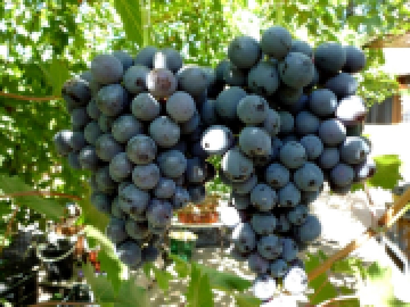 Как посадит виноград Страшенский