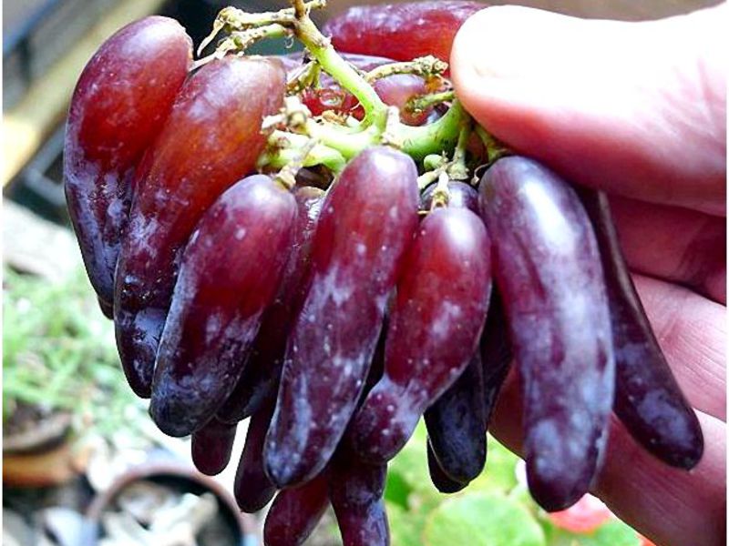 Сорт винограда Дамские пальчик