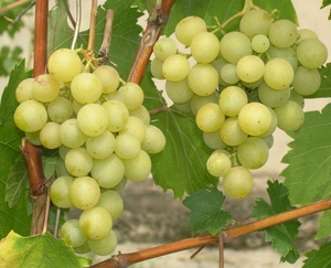 Как выглядит сорт винограда галбена ноу 