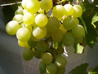 Особенности сорта винограда галбена ноу