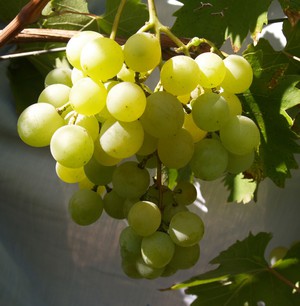 Особенности сорта винограда галбена ноу 