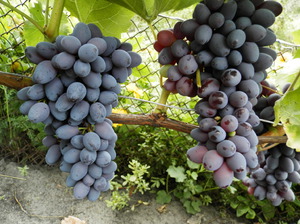 Характеристика винограда Юпитер Кишмиш
