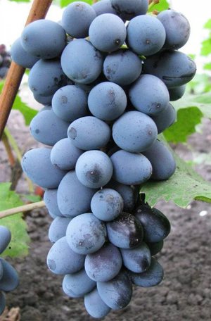 Характеристика винограда сорта Юпитер Кишмиш