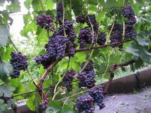 Описание винограда сорта Юпитер Кишмиш
