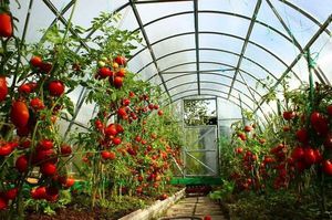Правила выращивания томатов