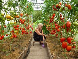 Сорта томатов для тепличного выращивания