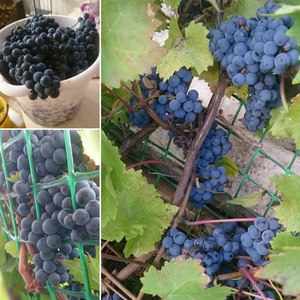 Как выращивать виноград на Урале