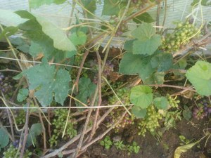 Особенности выращивания винограда на Урале