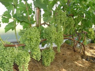 Виноград на Урале: посадка, уход за виноградом и выращивание, борьба свредителями и заготовка укрытия на зиму