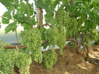 Сорта виноградов для выращивания на Урале