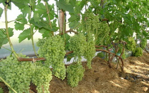 Сорта виноградов для выращивания на Урале