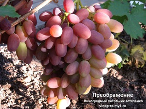 Выращивание винограда Преображение