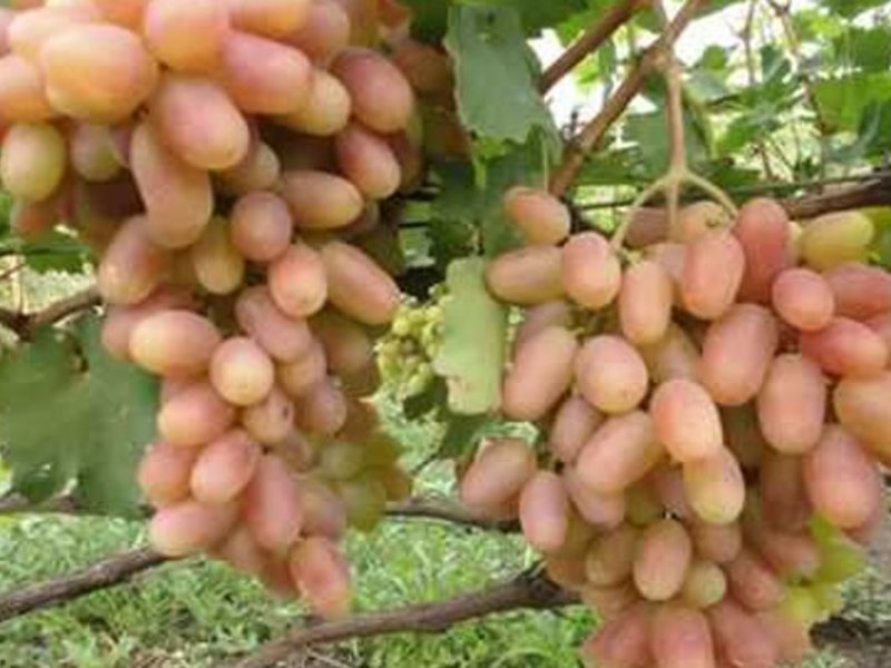 В чем состоят правила выращивания винограда