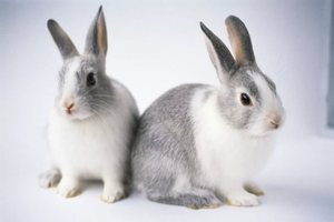 Особенности ухода за декоративными кроликами