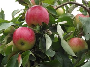 Описание сорта яблони Мельба и уход за ней