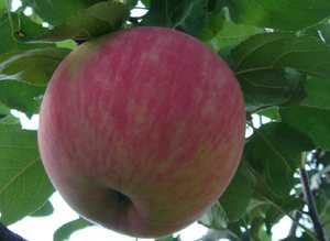 Описание яблони сорта Мельба и уход за ней