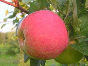 Описание яблони сорта Мельба 