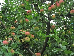 Ухода за яблоней сорта Мельба