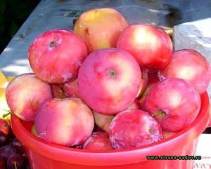 Как собирать урожай с яблони Мельба