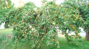 Как правильно посадить абрикос весной