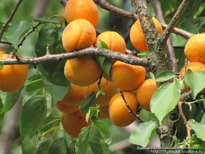 Как правильно выращивать абрикос 
