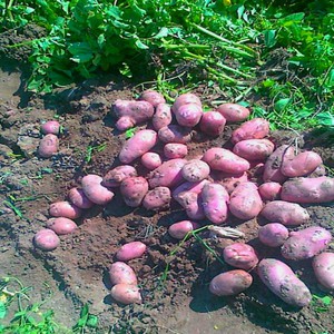 Особенности сорта картофела