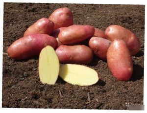 Как вырастить картофель ред скарлет