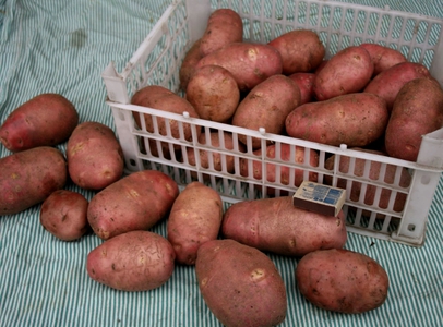 Правила выращивания картофеля