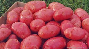 Описание сорта красной картошки