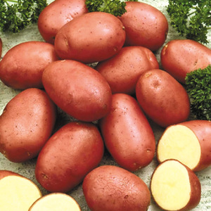 Особый сорт картофеля