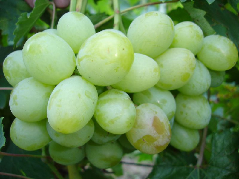 Особенности сортов ввинограда