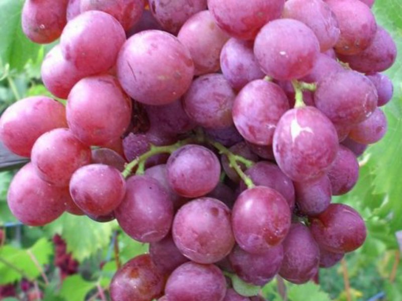 Как растет виноград