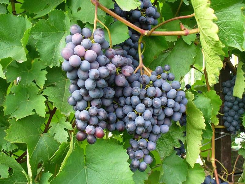 Как ускорить созревание винограда
