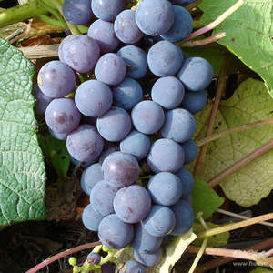 Какими болезнями болеет виноград