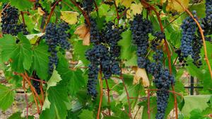 Как вырастить виноград Левокумский