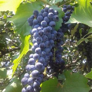 Сорт винограда Левокумский