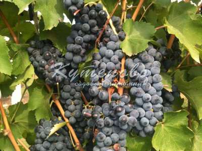 Виноград Левокумский устойчивый описание сорта особенности выращивания