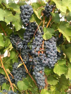 Вкусный виноград Левокумский
