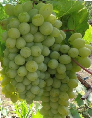 Созревающая гроздь винограда гарольд