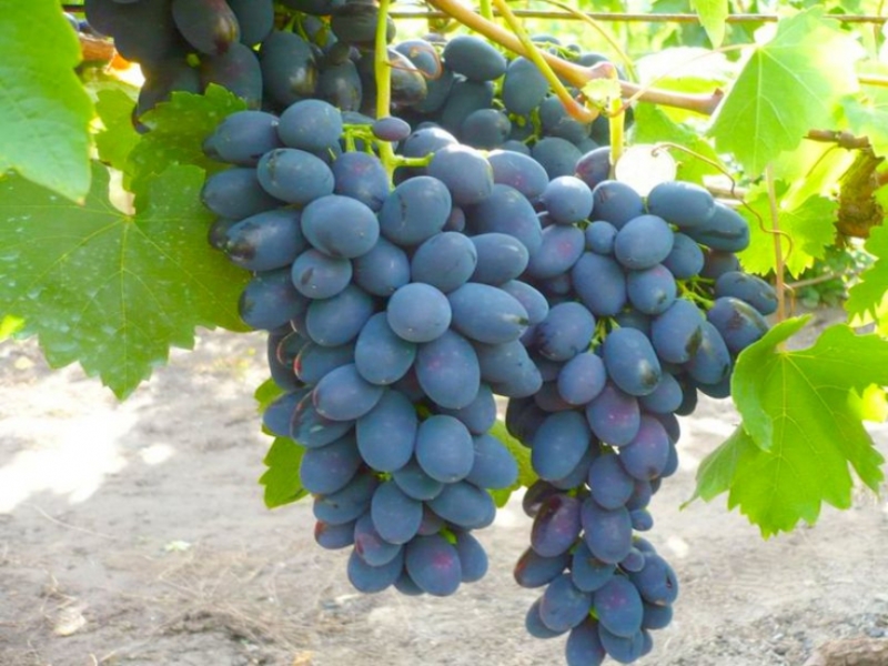 Вкусовые характеристики винограда сорта Надежда АЗОС
